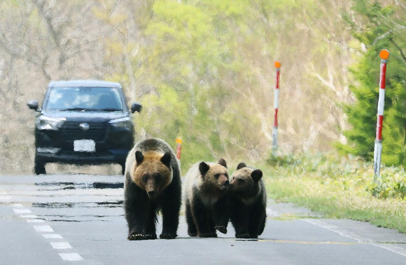 Corpo de pescador desaparece em Hokkaido Possível Ataque de Urso